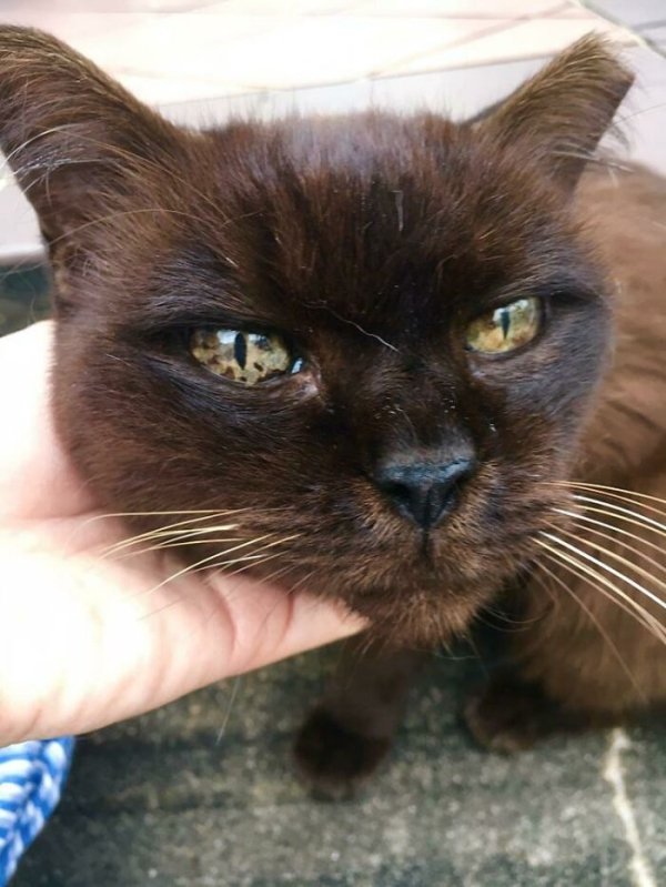 The stray cat near my workplace has very unique eyes that look like gemstones.