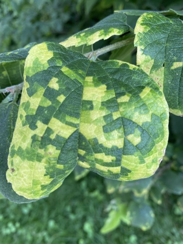 This diseased leaf that looks pixilated.