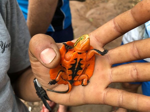 An orange turtle found in the Vietnamese jungle.