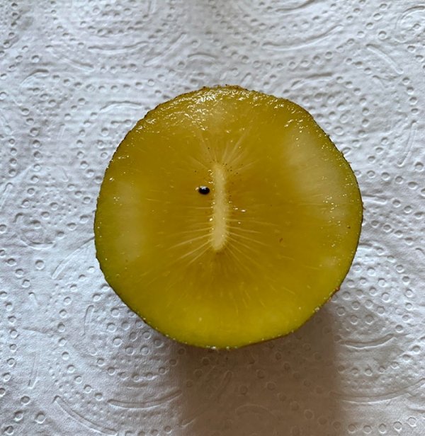 This kiwi with just one seed.