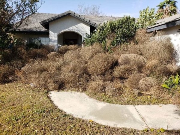 These tumbleweeds that piled up in front of my brother’s house.