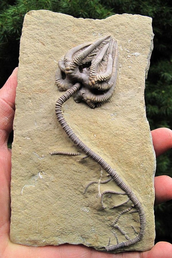 An incredibly intact Crinoid specimen fossil dating back about 345 million years ago.