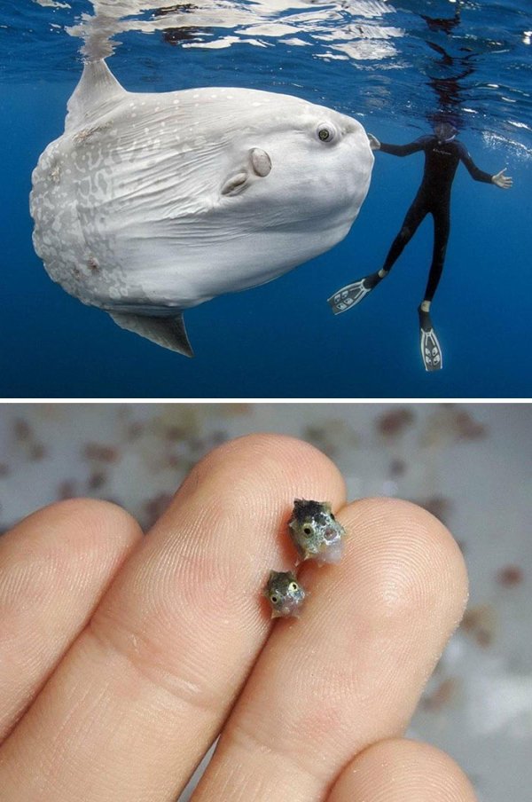 An adult ocean sunfish compared to them at birth.