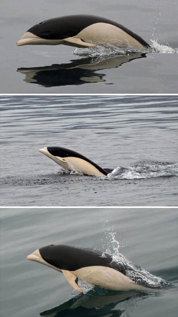 A rare sighting in the Strait of Magellan: a marine biologist from the Austral University captured these southern right whale dolphins on camera. They are the only dolphins without dorsal fins in the Southern Hemisphere and are rarely seen this close to the coast.