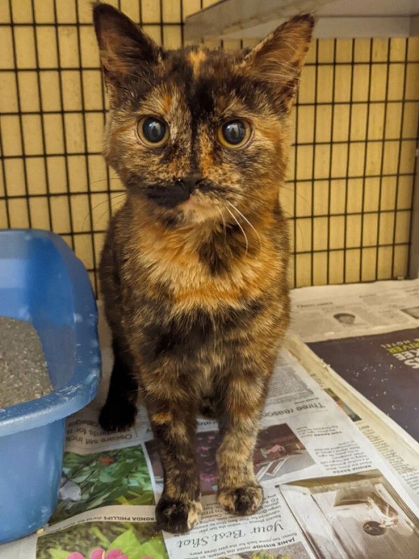 The markings on this cat make it looks like she doesn’t have a nose.