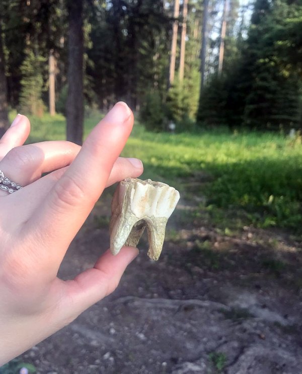 Found a moose tooth in the creek.