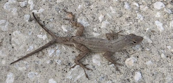 I found a lizard with 2 tails in my driveway this morning.