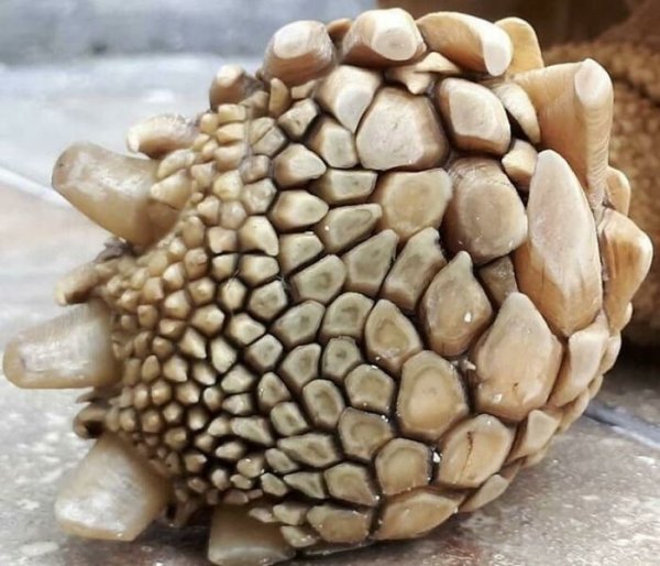 The bottom of a sulcata tortoise Foot.