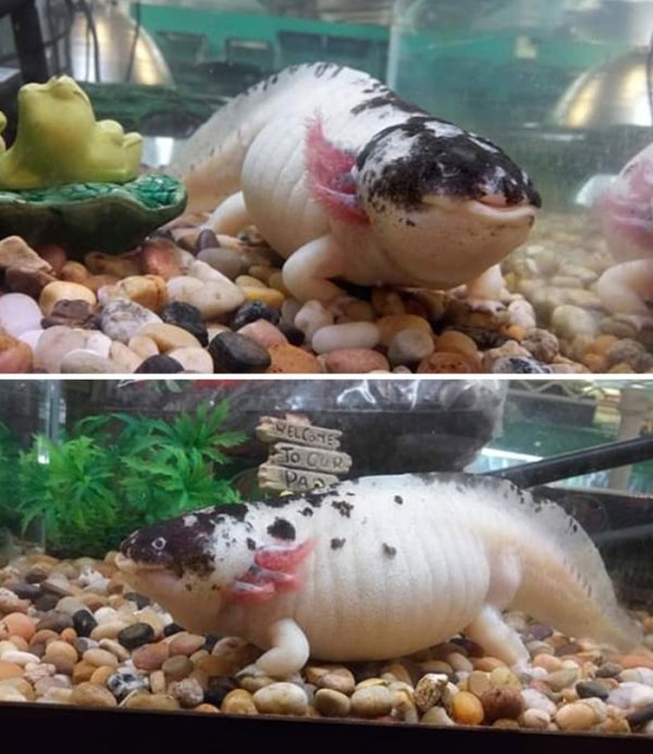 In case y’all have never seen an obese axolotl before.