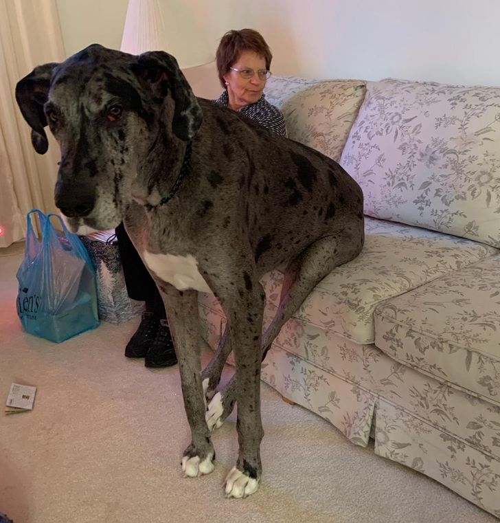 “I thought I’d add our little puppy in with the other giants here. My mother for scale.”