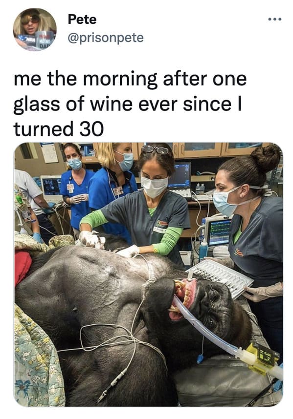 gorilla on surgery table - ... Pete me the morning after one glass of wine ever since | turned 30 . Ca 7779 Me