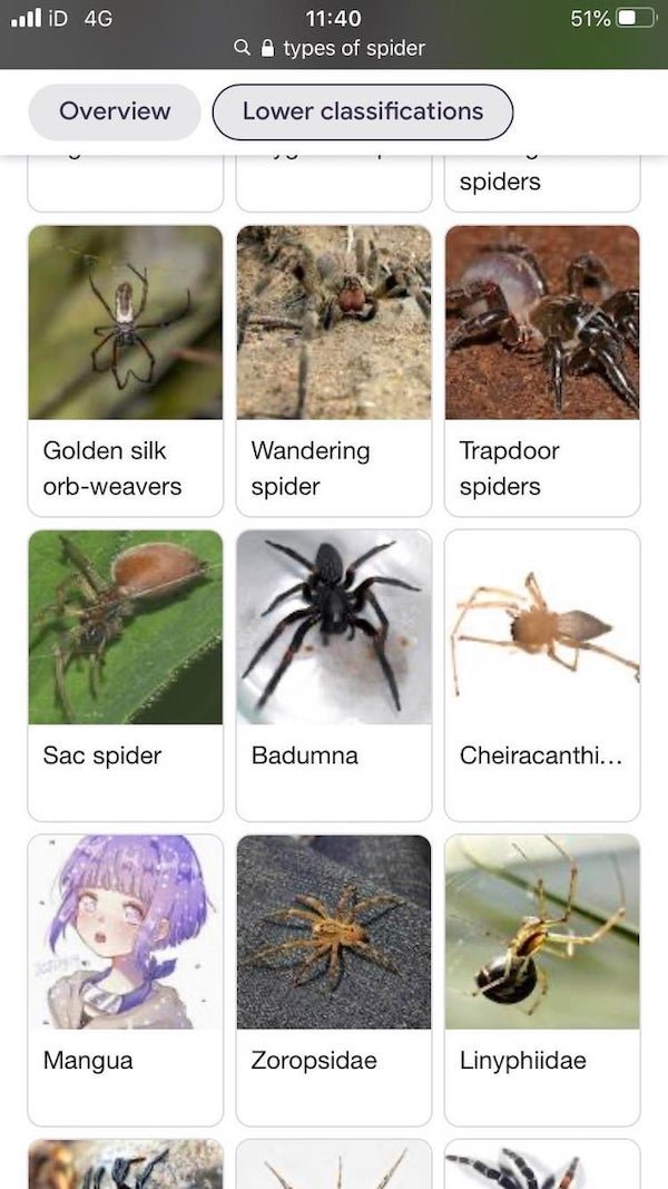 fauna - ..ll iD 4G 51% Qtypes of spider Overview Lower classifications spiders Golden silk orbweavers Wandering spider Trapdoor spiders Sac spider Badumna Cheiracanthi... Mangua Zoropsidae Linyphiidae