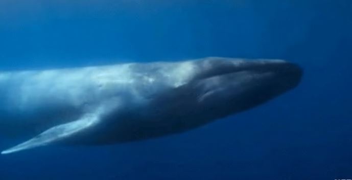 A blue whale has veins so large that you could swim inside of them.