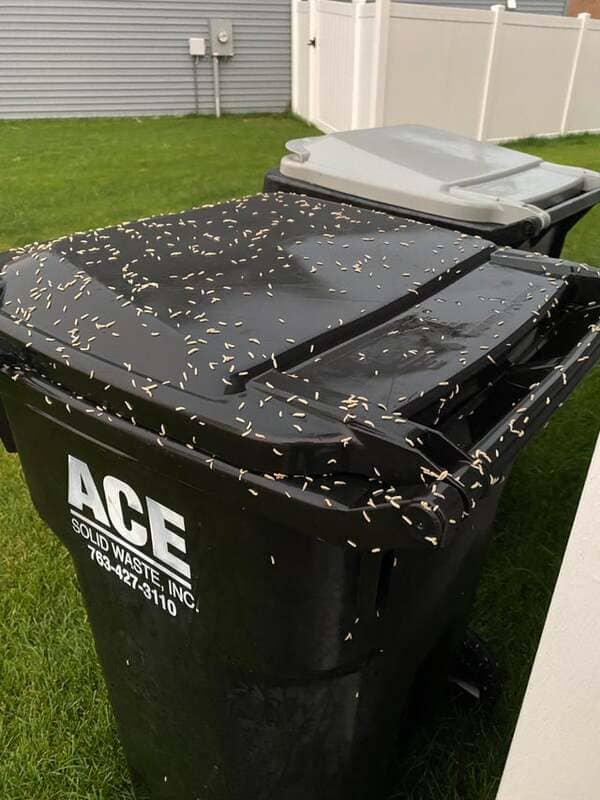 First thought it was rice on my garbage can this morning but after a closer look, they were moving…