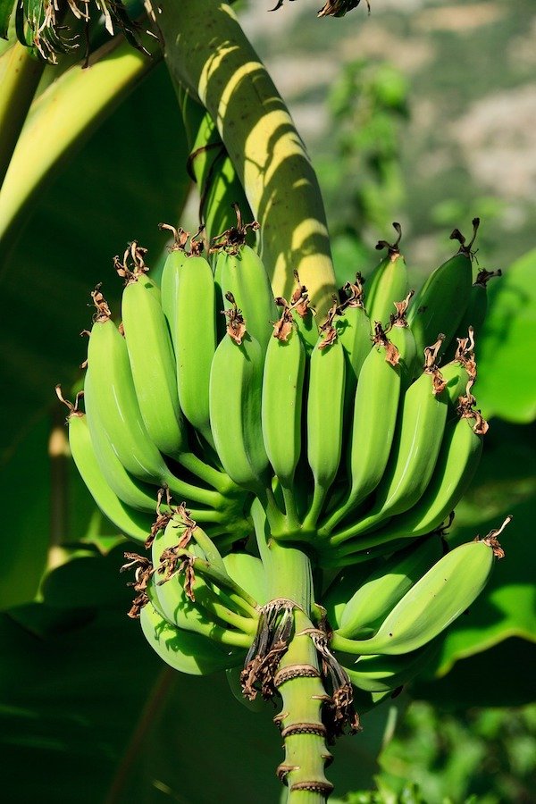 The banana tree is not a tree and is in fact the world’s largest herb.