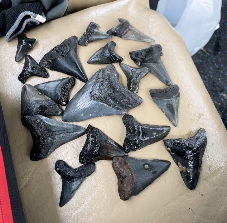 “A few sharks teeth I found while diving in a river”