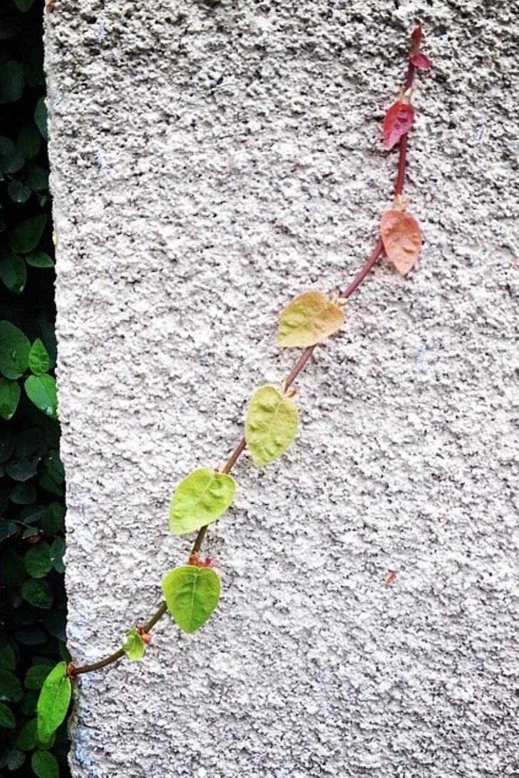 “Rainbow vine on a wall”