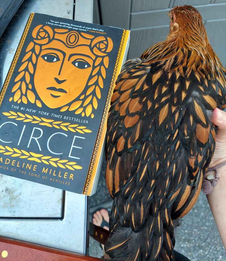 “My chicken matches my book cover.”