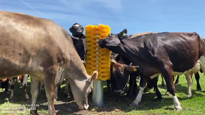 odd and interesting tools - dairy cow - Tom Reberton Farm Life Sou B. Josezezs Na Haloo beata