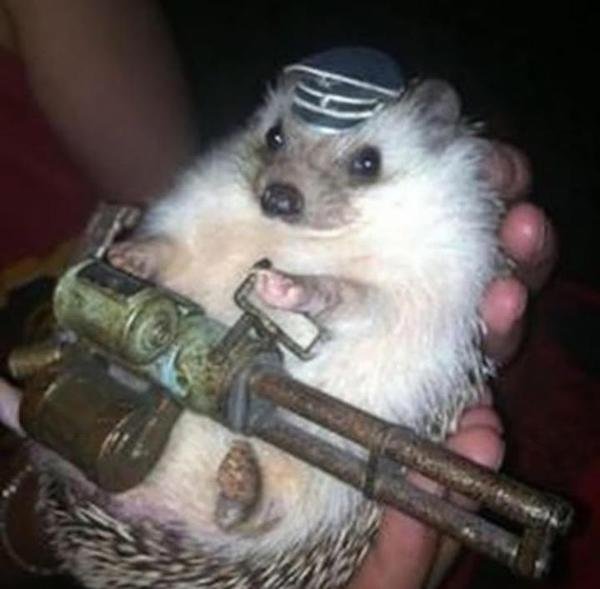 hedgehog with gun