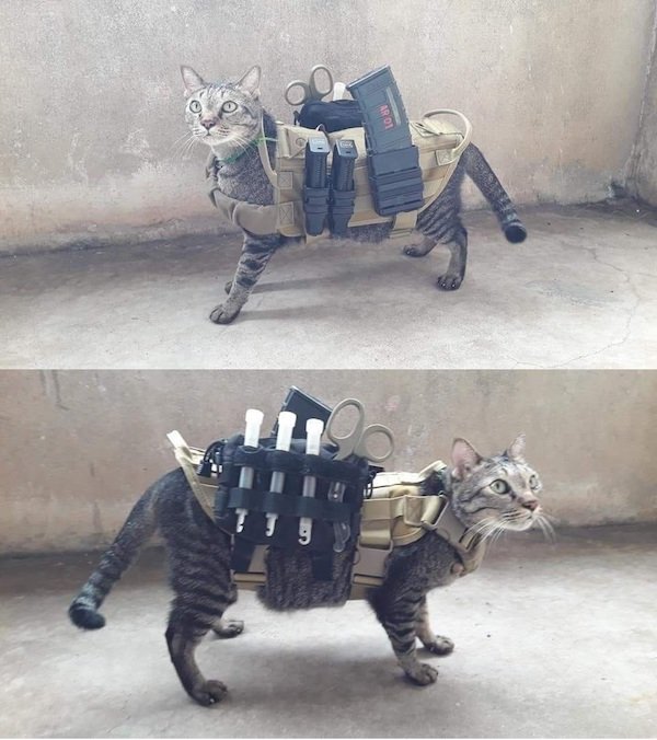 tactical cat