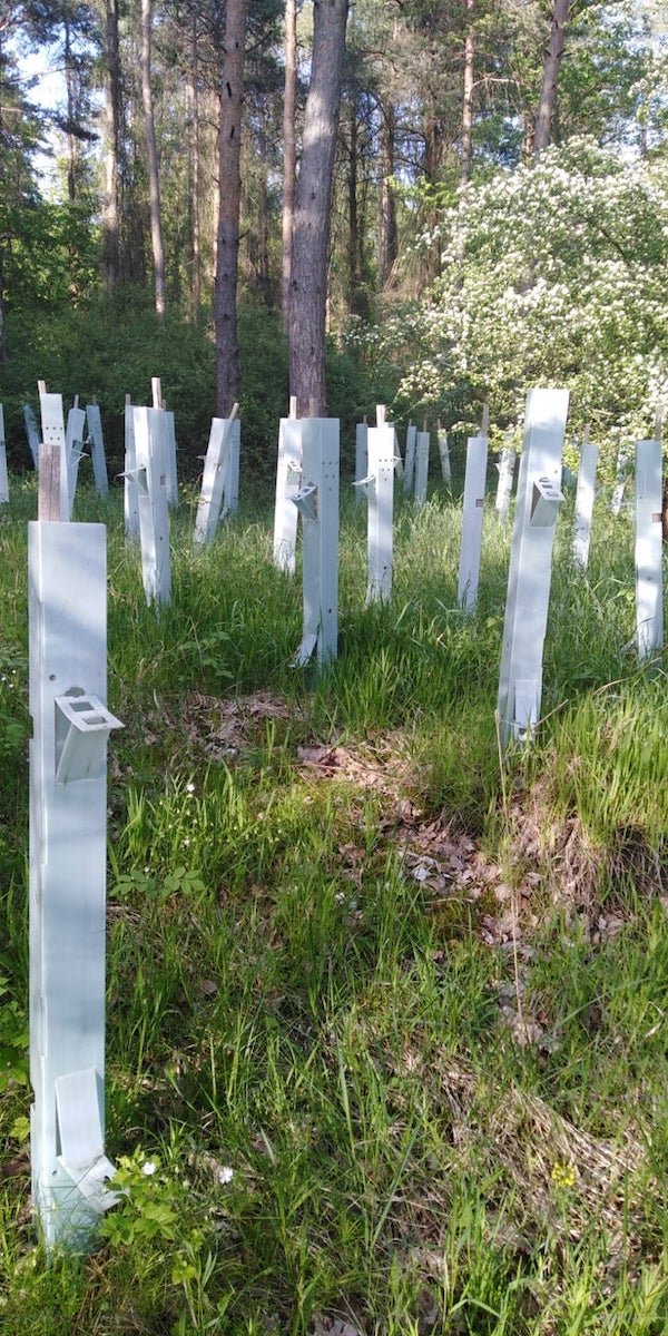 What are these metal objects found in Germany (near an amateur airfield)? You can see through the small openings and there is grass/mud in these tube-ish things.

A: These are “tree tubes” for saplings!