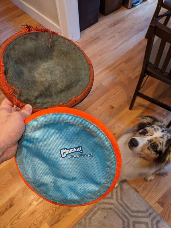 My pup’s frisbee she’s had for 3 years vs Its replacement.