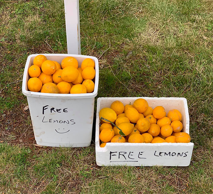 valencia orange - Free Lemons Free Lemons