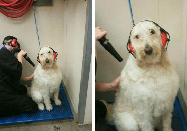 “This is how they keep my dog from freaking out at the groomer.”