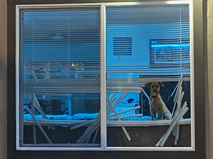 “My dog fixed the blinds for her viewing pleasure.”