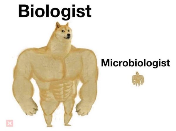 meme doge bombado - Biologist Microbiologist X