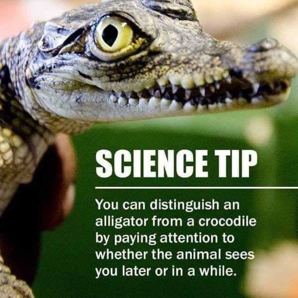 science tip alligator crocodile - Science Tip You can distinguish an alligator from a crocodile by paying attention to whether the animal sees you later or in a while.