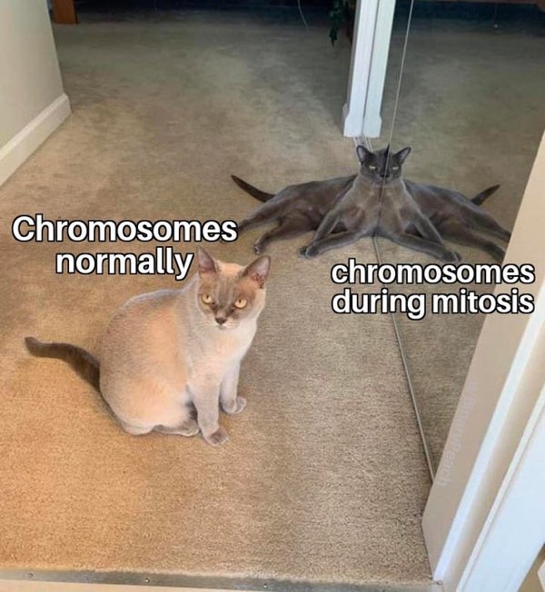 spider cat mirror - Chromosomes normally chromosomes during mitosis