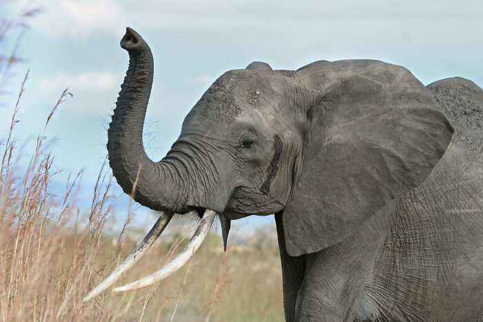 african elephant trunk