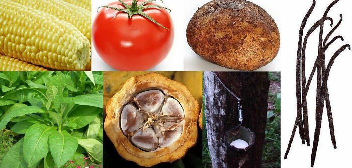 there were no tomatoes, potatoes, blueberries, peanuts, corn, beans, chocolate, vanilla, or tobacco in the old world until about the year 1500, as they are native to the Americas. This was part of the Columbian Exchange which also included many other plants, animals, fungi and diseases.