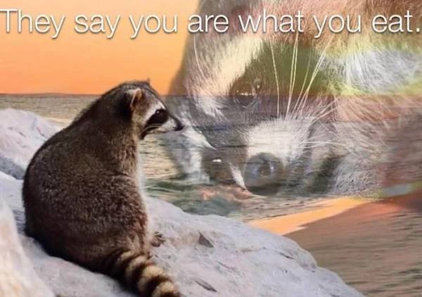 depressing memes - racoon memes - They say you are what you eat.