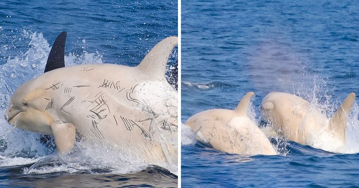 fascinating photos - white orca japan