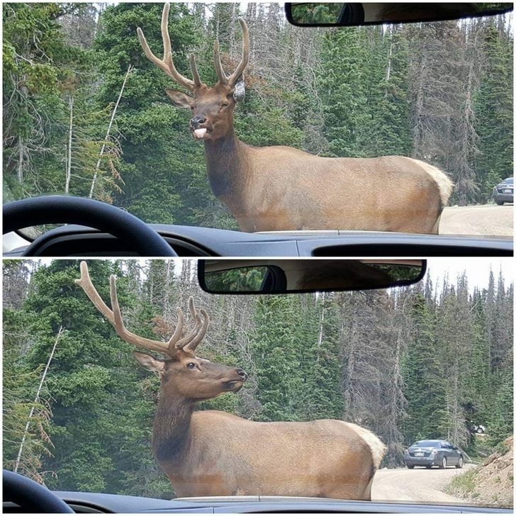 “Elk with an attitude. First, he stuck his tongue out at us after standing in the road forever! Then had the audacity to give us his best side shot!”