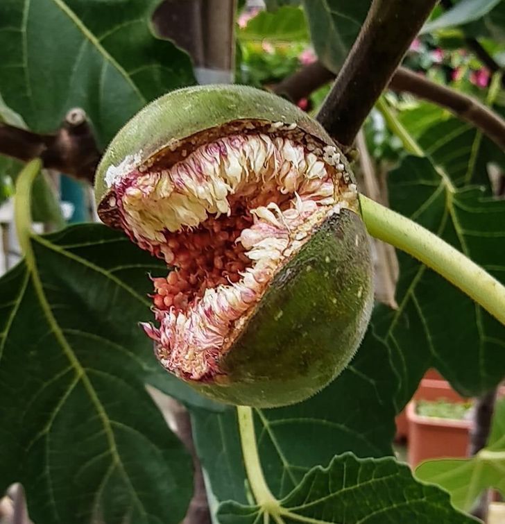 “Piranha plant fig in my friend’s garden”