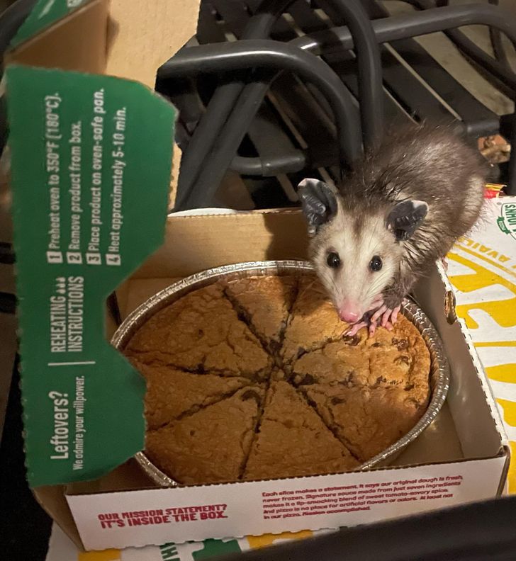 “This little dude managed to open my pizza delivery within 20 seconds of delivery drop off.”