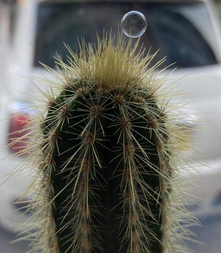“This bubble that landed on my cactus”