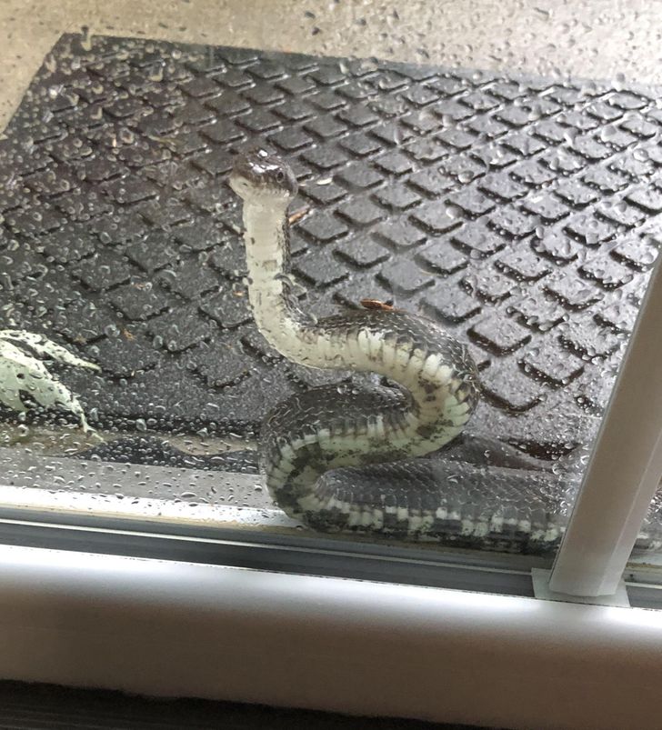 “This snake is visiting my parents’ house.”