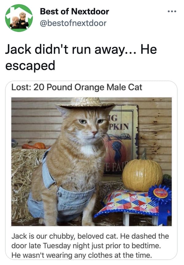 wtf nextdoor app posts - orange cat in clothes - Best of Nextdoor Jack didn't run away... He escaped Lost 20 Pound Orange Male Cat Ig Pkin Min E Faj Jack is our chubby, beloved cat. He dashed the door late Tuesday night just prior to bedtime. He wasn't we