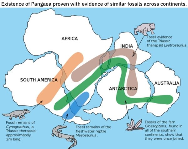 continental drift - Existence of Pangaea proven with evidence of similar fossils across continents. Africa Fossil evidence of the Triassic therapsid Lystrosaurus. India South America Australia Antarctica Fossil remains of Cynognathus, a Triassic therapsid