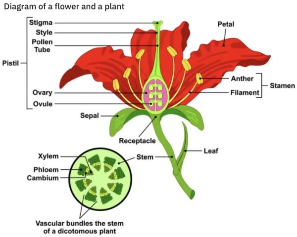parts of a flower - Petal Diagram of a flower and a plant Stigma Style Pollen Tube Pistil Anther Filament Stamen Ovary Ovule Sepal Receptacle Stem Leaf Xylem Phloem Cambium Vascular bundles the stem of a dicotomous plant