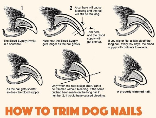 trim dog nails - 2 A cut here will cause Bleeding and the nail will still be too long Kwik Trim here, and the blood supply will get shorter. The Blood Supply Kwik in a short nail Note how the Blood Supply gets longer as the nail grows. If you clip or file