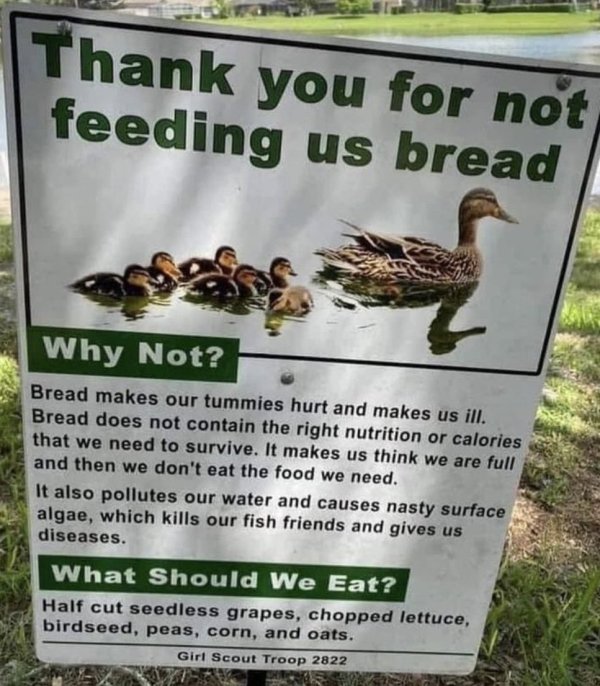 Bread - Thank you for not feeding us bread Why Not? Bread makes our tummies hurt and makes us ill. Bread does not contain the right nutrition or calories that we need to survive. It makes us think we are full and then we don't eat the food we need. It als