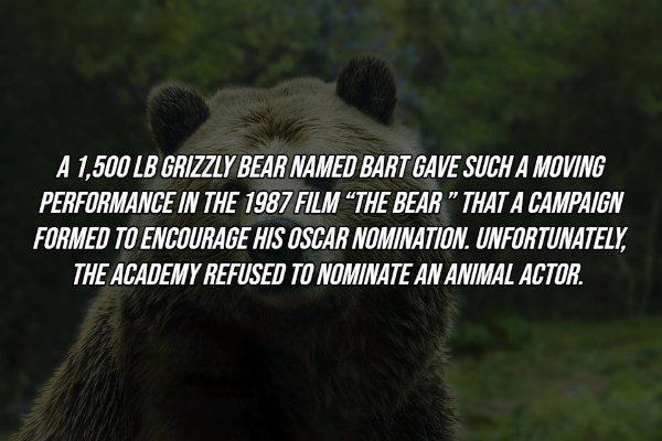 grizzly bear - A 1,500 Lb Grizzly Bear Named Bart Gave Such A Moving Performance In The 1987 Film The Bear" That A Campaign Formed To Encourage His Oscar Nomination. Unfortunately, The Academy Refused To Nominate An Animal Actor.
