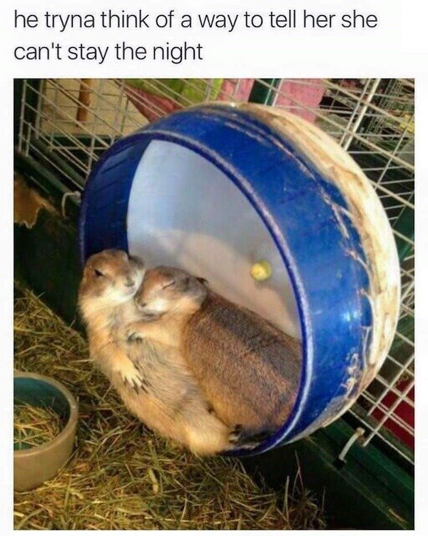 hamsters sex meme - he tryna think of a way to tell her she can't stay the night