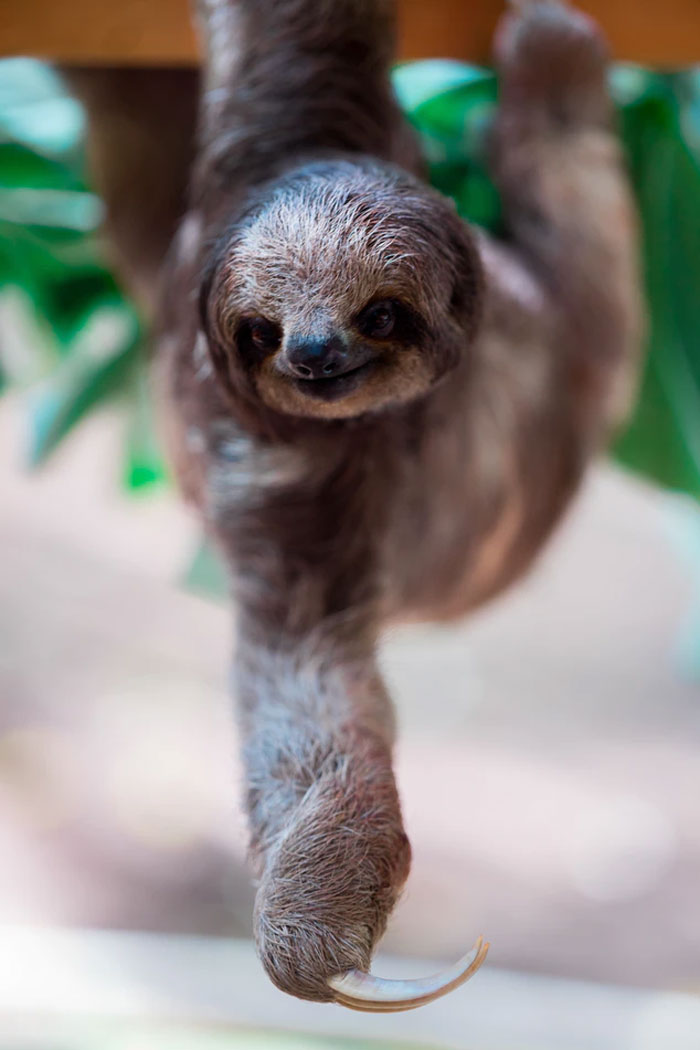 When I was little, my daddy owned an exotic pet shop in Texas. A college girl comes in and tells him that she needs a sloth so her sorority can win a contest they were having to get the weirdest animal.

My dad says, "No, you don't want a sloth, it will destroy everything" but she insisted and said her daddy owned the city and would have him shut down if he didn't get her the sloth. So he told her to come back the next day.

So he talked to a lawyer and they drew up a long agreement saying he wasn't responsible for any damages, blah blah, and made her sign it and told her if she brought the sloth back, she'd have to pay shipping for it back to brazil or wherever it came from.

So the sloth comes in and the girls come get it, and they're so excited, because they're gonna win.

The next day, she comes in crying. It had shredded her clothes, carpets, wallpaper, beds, furniture, everything. She tried to get my dad's shop to pay for the damages, tried not to pay the shipping going back, but she'd signed the contract. She tried to use her daddy about that, too, and mine said he could come down and see a copy of the agreement if he wanted.